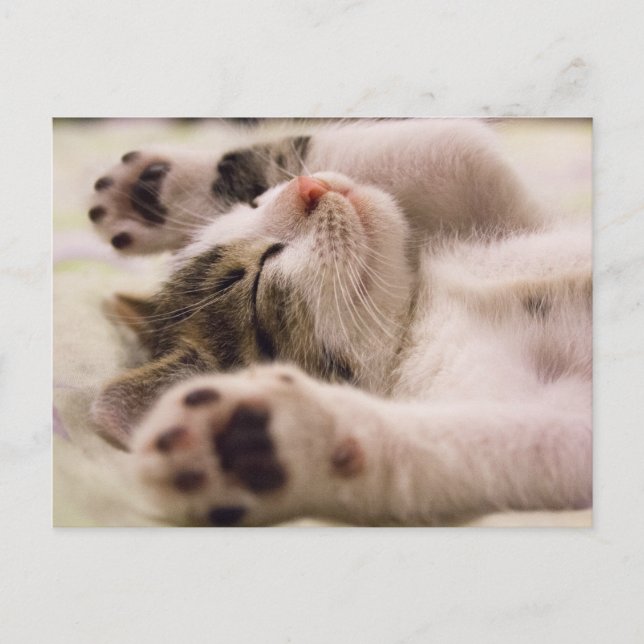 Kitten Kitty Cat Cute Fun Postcard Postkarte (Vorderseite)