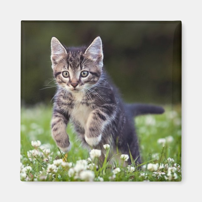 Kitten läuft durch die Klee Magnet (Vorne)
