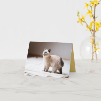 Kitten Liebe Karte