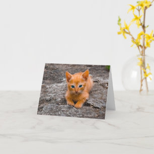 Kitten Liebe Karte