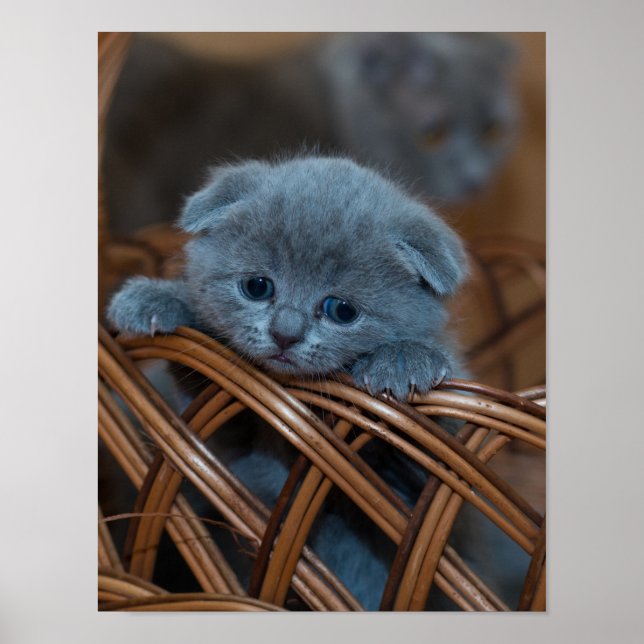 Kitten Liebe Poster (Vorne)