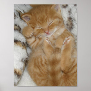 Kitten Liebe Poster