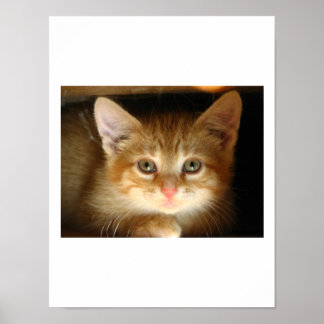 Kitten Liebe Poster
