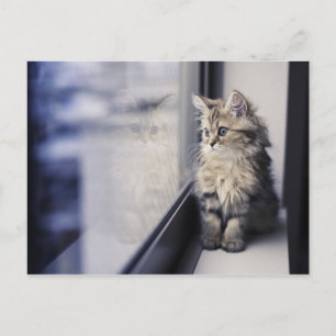 Kitten Looking Out Window Postkarte
