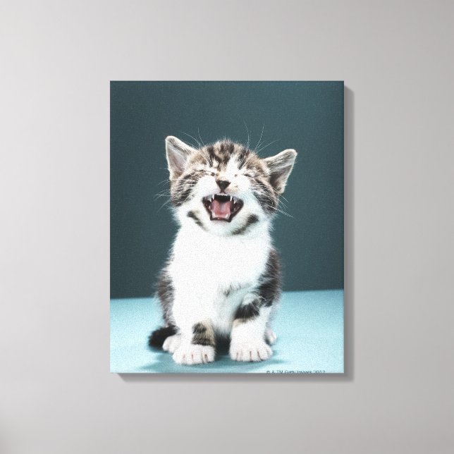 Kitten Mäsion Leinwanddruck (Vorderseite)
