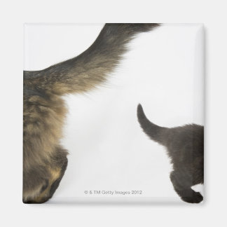 Kitten mit Blick auf den Schwanz seiner Mutter Magnet