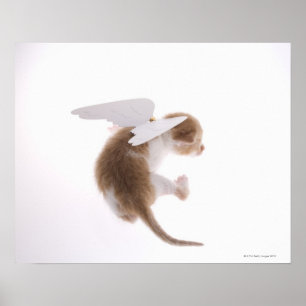 Kitten mit Engelflügeln an der Rückseite, hinten Poster