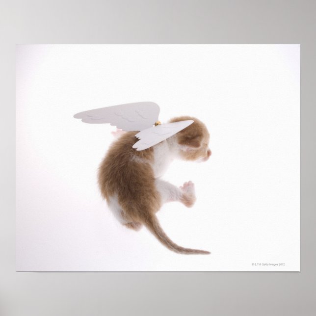 Kitten mit Engelflügeln an der Rückseite, hinten Poster (Vorne)