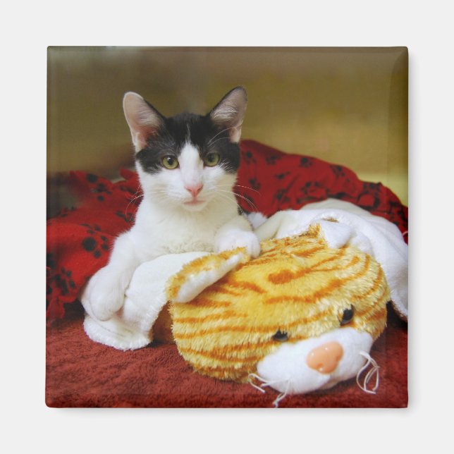 Kitten mit Toy Tiger Magnet (Vorne)