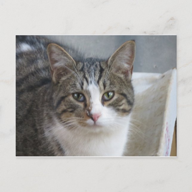 Kitten Nah Postkarte (Vorderseite)
