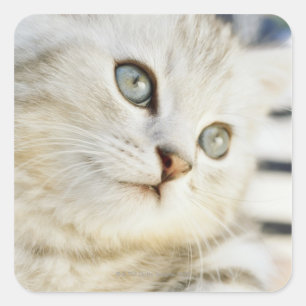 Kitten, nah-up 2 quadratischer aufkleber