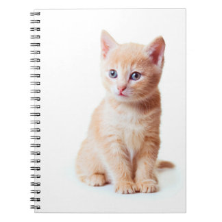 Kitten Notebook Notizblock