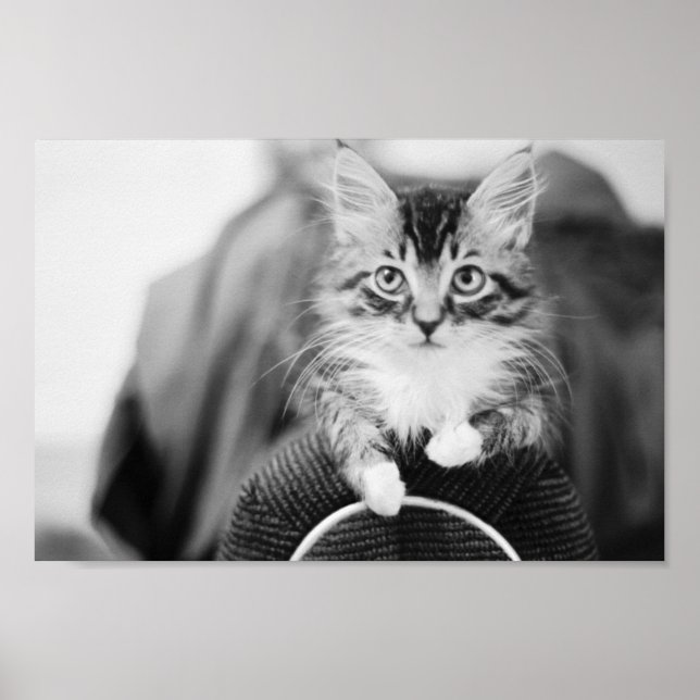 Kitten on Chair Poster (Vorne)