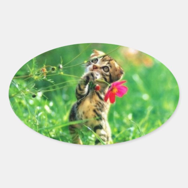 Kitten Oval Shape Stickers (Vorderseite)