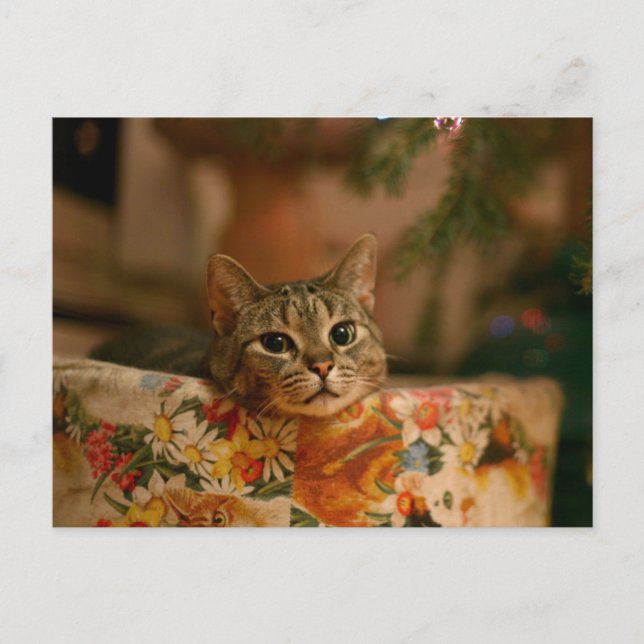 Kitten peeking hinter dem Christmas tree Postkarte (Vorderseite)