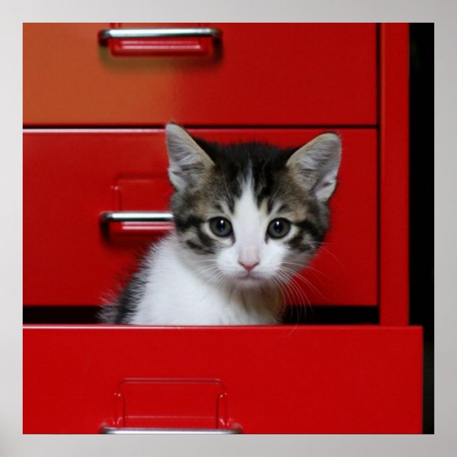 Kitten Peeking Poster (Vorne)