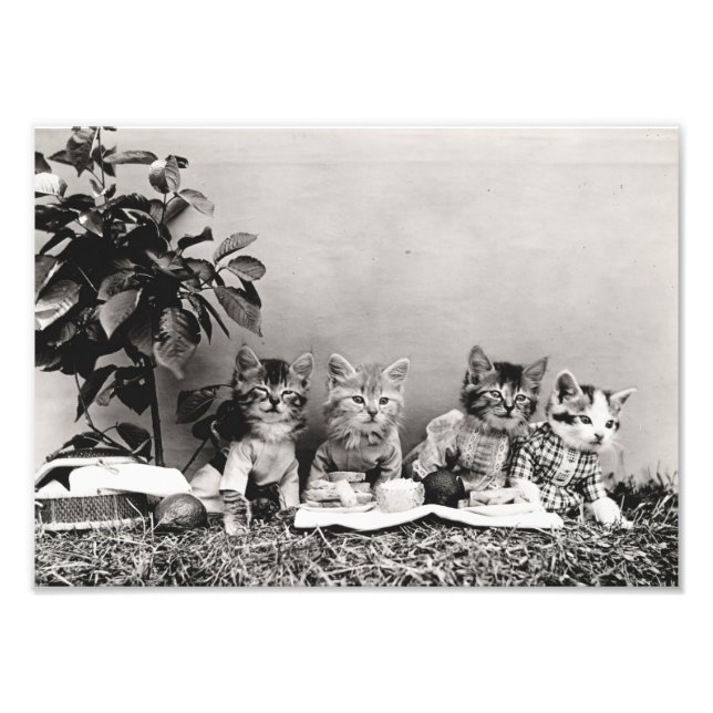 Kitten Picnic Fotodruck (Vorne)