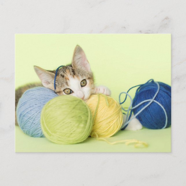 Kitten Playing Yarn Postkarte (Vorderseite)