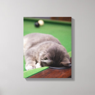 Kitten-Pool Leinwanddruck