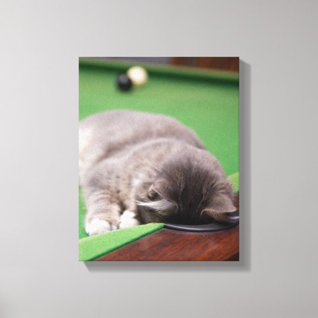 Kitten-Pool Leinwanddruck (Vorderseite)