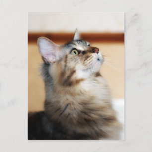 Kitten Post Card - Maine Coon Cat Postkarte