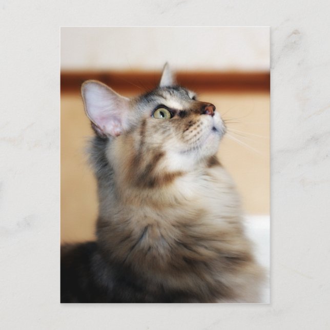 Kitten Post Card - Maine Coon Cat Postkarte (Vorderseite)