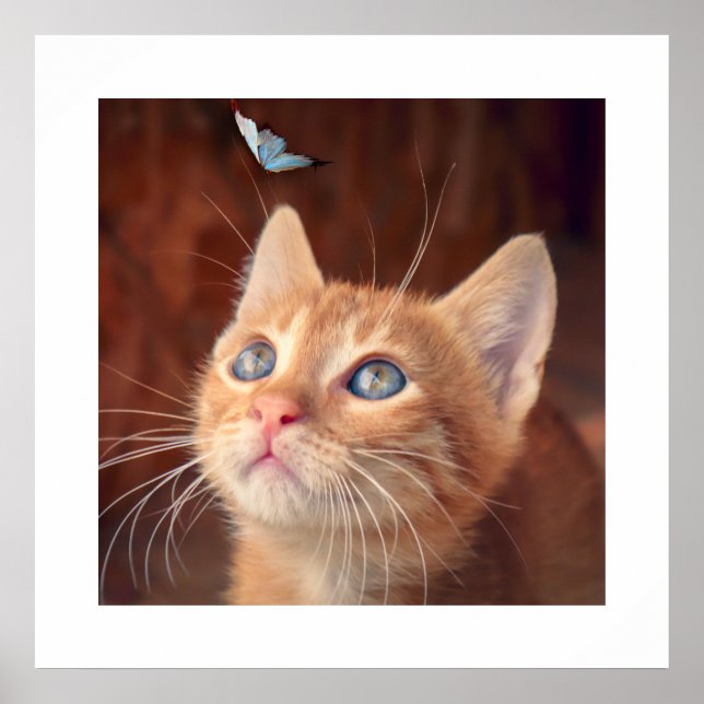 Kitten Poster (Vorne)