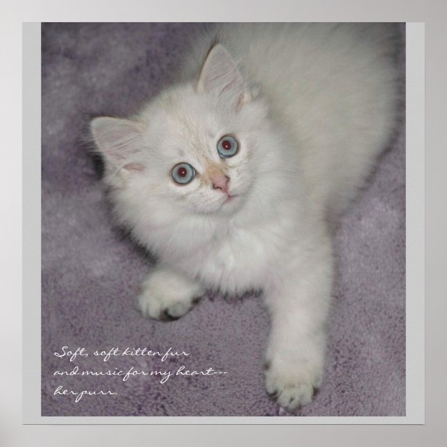 Kitten Poster (Vorne)