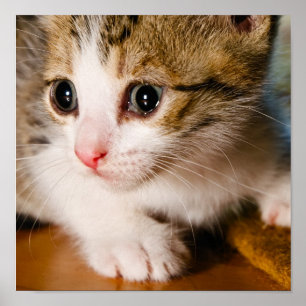 Kitten poster