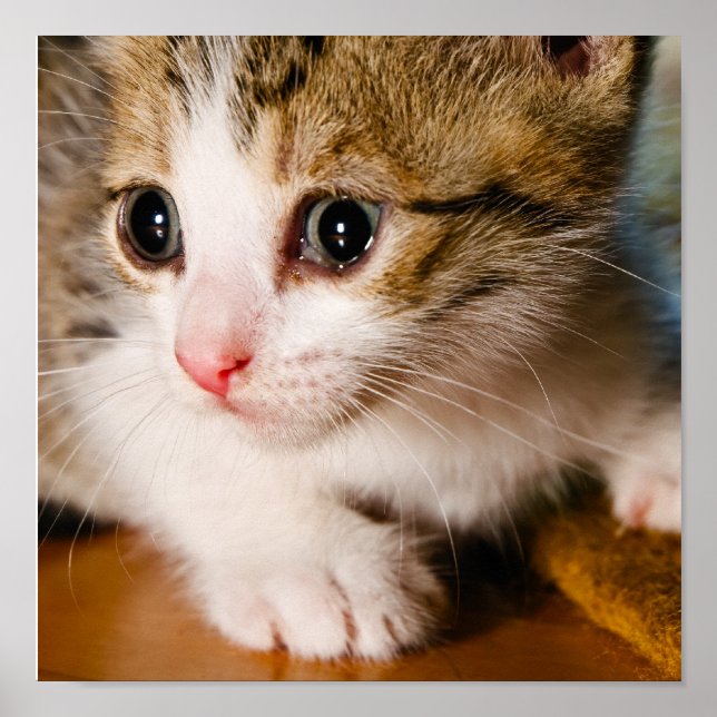 Kitten Poster (Vorne)