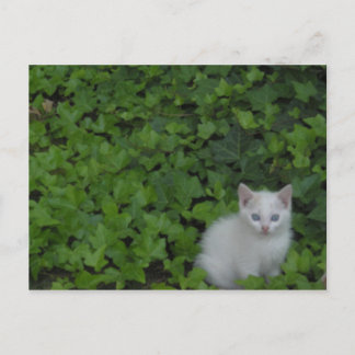 Kitten Postkarte