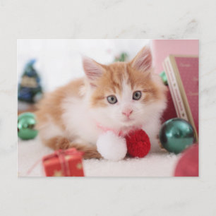 Kitten Postkarte