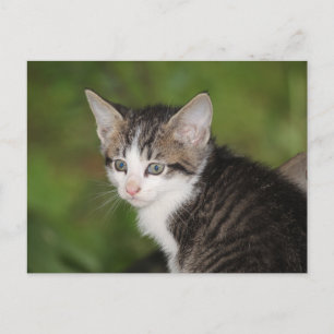 Kitten Postkarte
