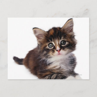 Kitten Postkarte