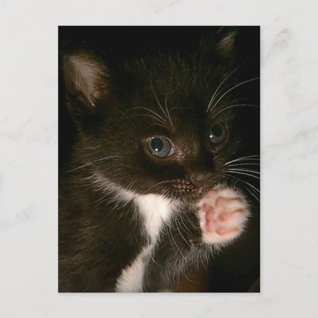 Kitten Postkarte (Vorderseite)