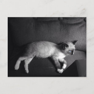 Kitten Postkarte