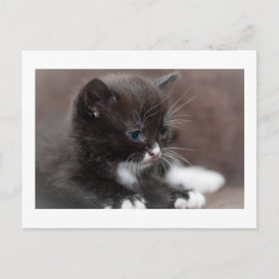 Kitten Postkarte