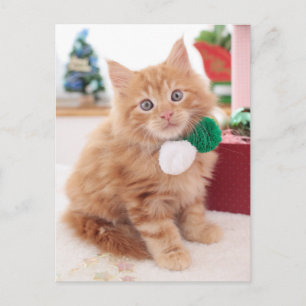 Kitten Postkarte