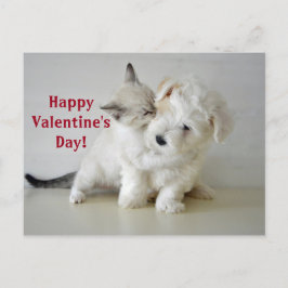 Kitten Puppy Valentine's Day Postkarte