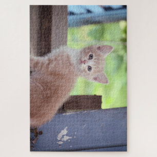 Kitten Puzzle