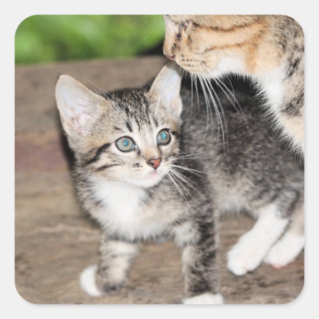 Kitten Quadratischer Aufkleber (Vorderseite)