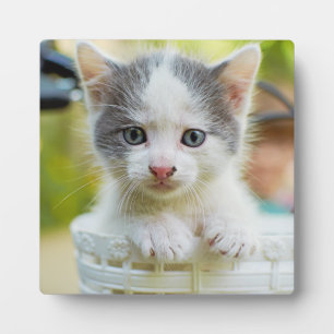 Kitten Rad Fotoplatte