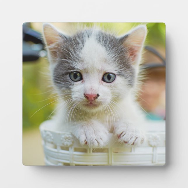 Kitten Rad Fotoplatte (Vorderseite)