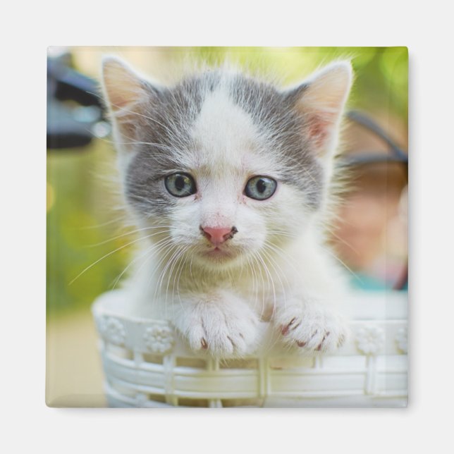 Kitten Rad Magnet (Vorne)
