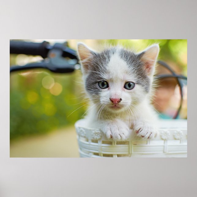 Kitten Rad Poster (Vorne)