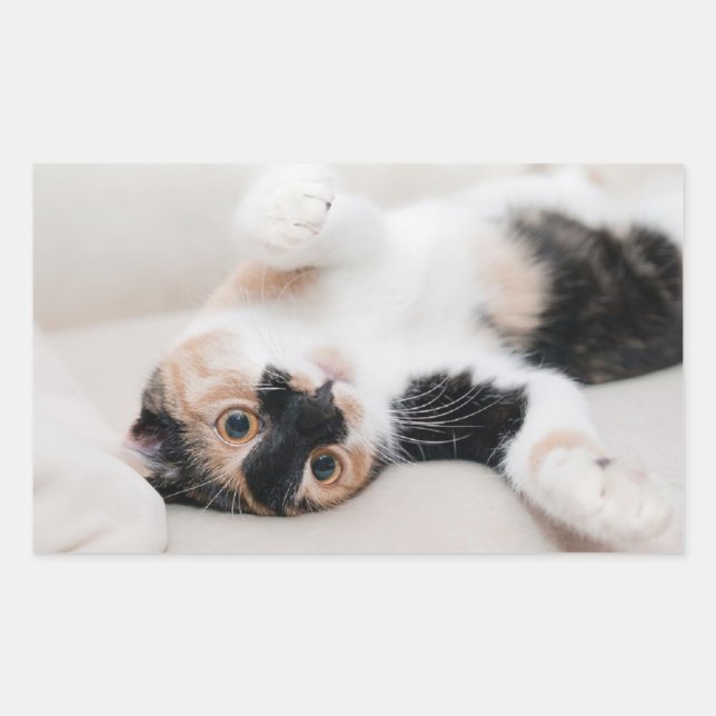 Kitten Rechteckiger Aufkleber (Vorderseite)