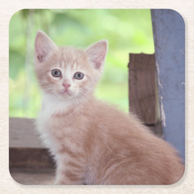 Kitten Rechteckiger Pappuntersetzer (Vorderseite)