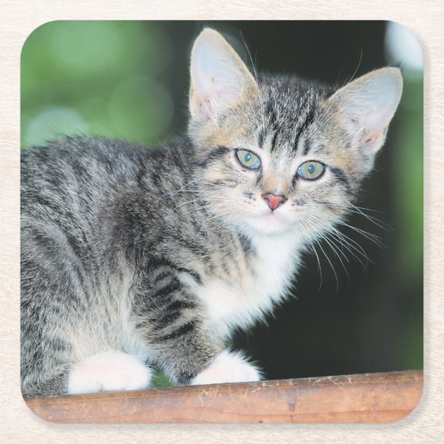 Kitten Rechteckiger Pappuntersetzer (Vorderseite)