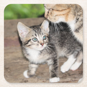 Kitten Rechteckiger Pappuntersetzer