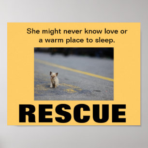 KITTEN RESCUE POSTER